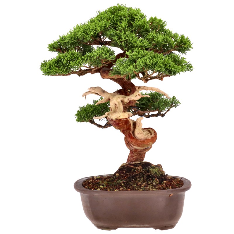 bonsai.fallbackImageTitle bonsai.fallbackImageTitle