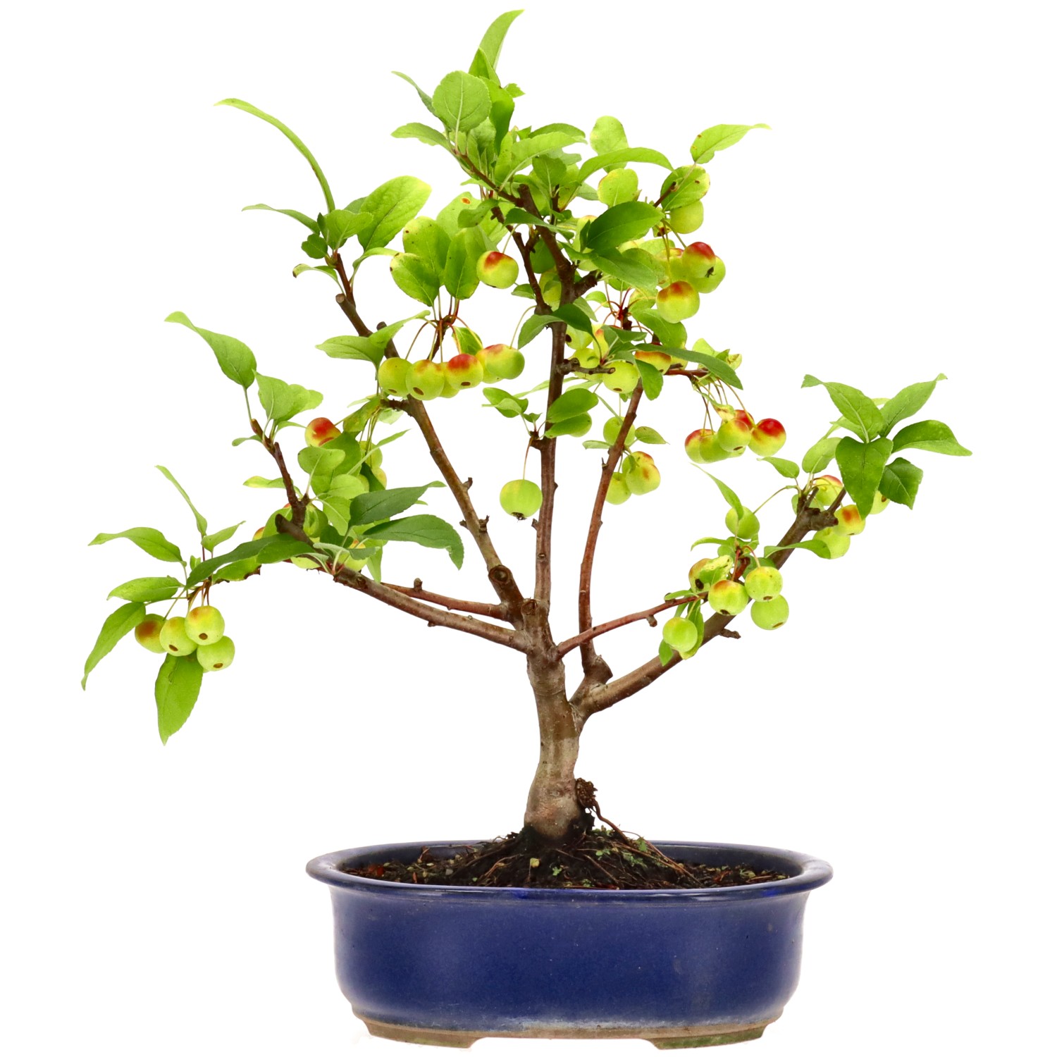 bonsai.fallbackImageTitle bonsai.fallbackImageTitle