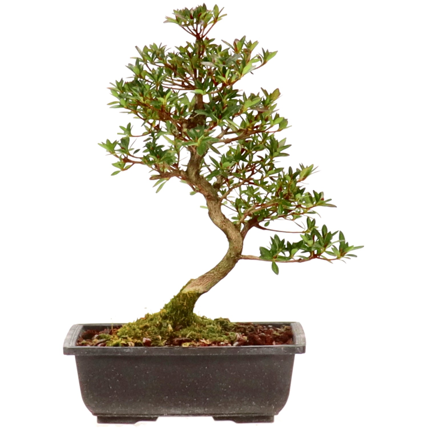 Jap. Azalee, ca. 12 J. (32 cm)