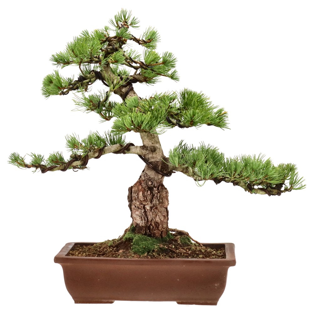 Pin blanc du Japon, env. 25 ans (40 cm)
