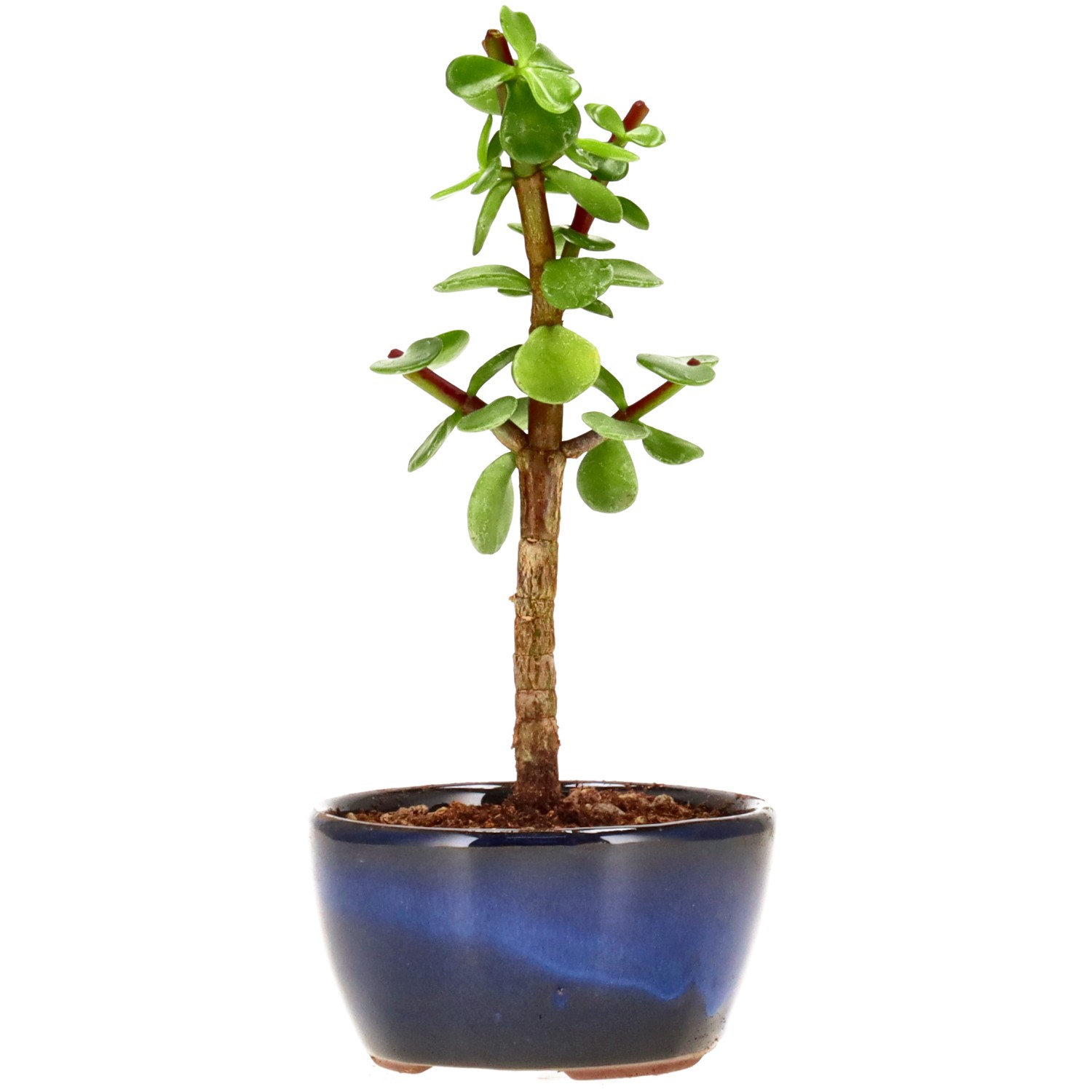 bonsai.fallbackImageTitle bonsai.fallbackImageTitle