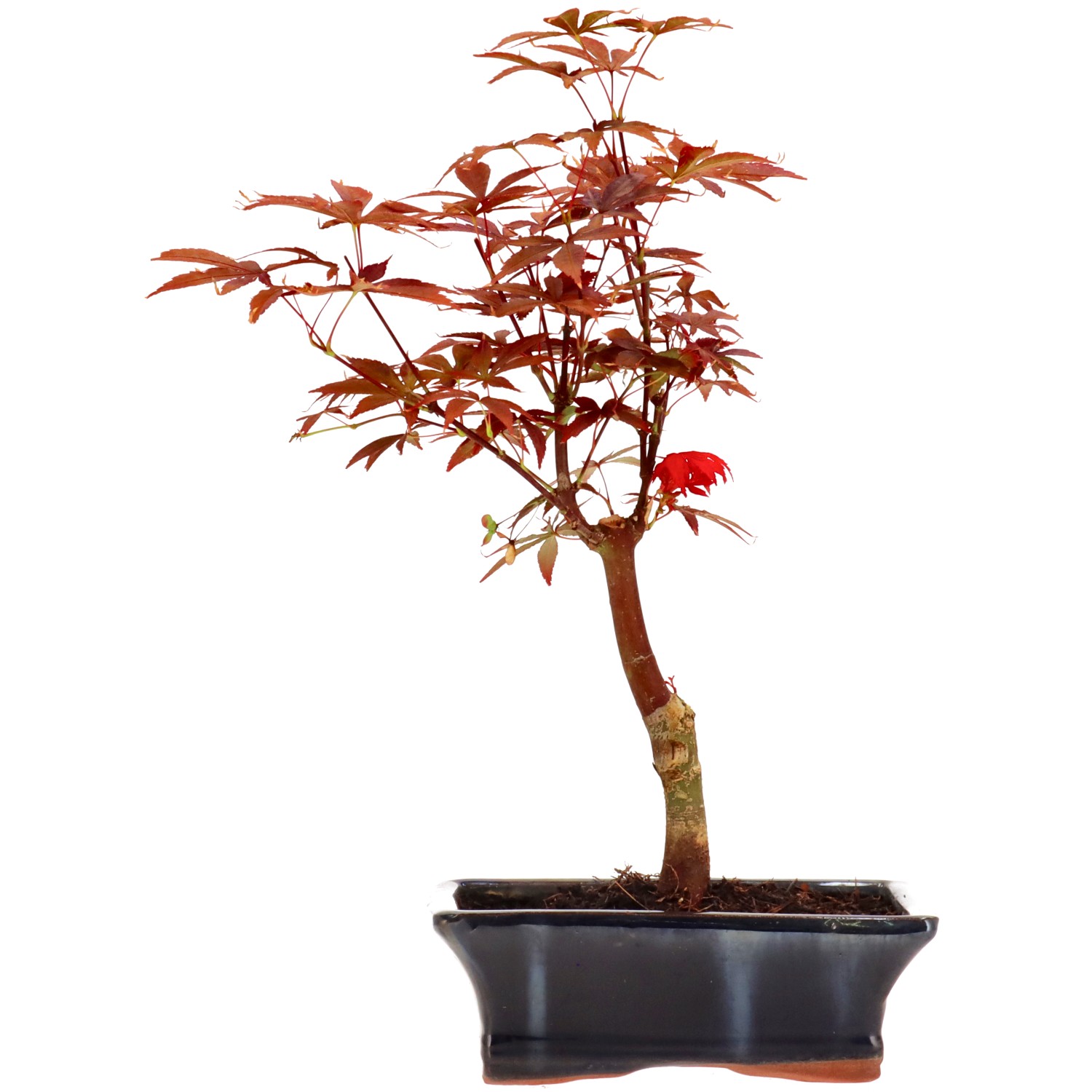Érable du Japon (Atropurpureum), greffé, env. 9 ans (34 cm)