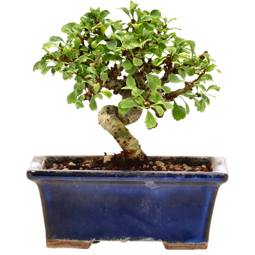 bonsai.fallbackImageTitle bonsai.fallbackImageTitle