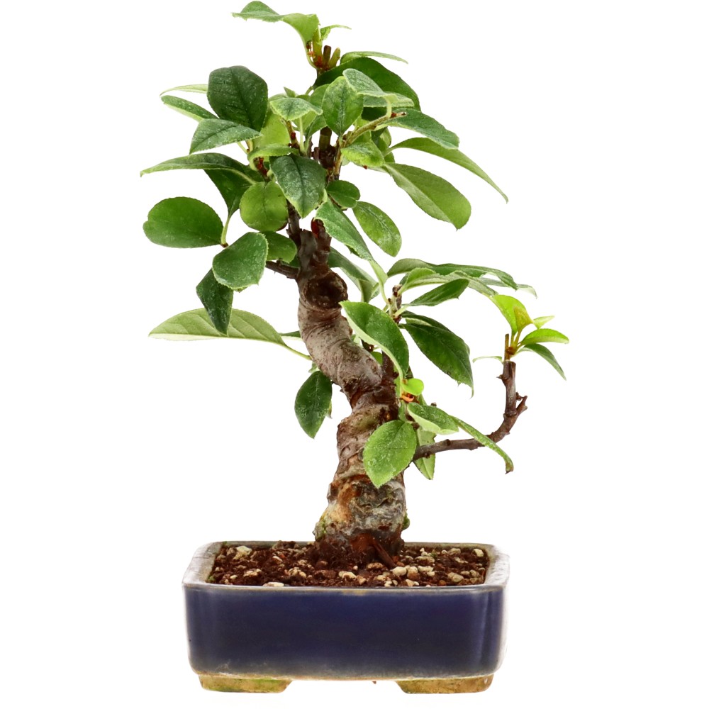 bonsai.fallbackImageTitle bonsai.fallbackImageTitle