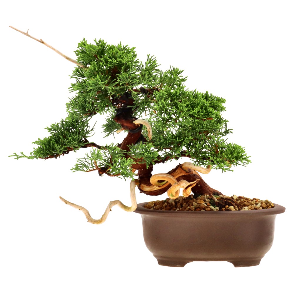 bonsai.fallbackImageTitle