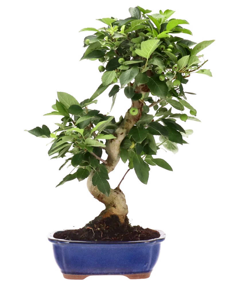 bonsai.fallbackImageTitle bonsai.fallbackImageTitle