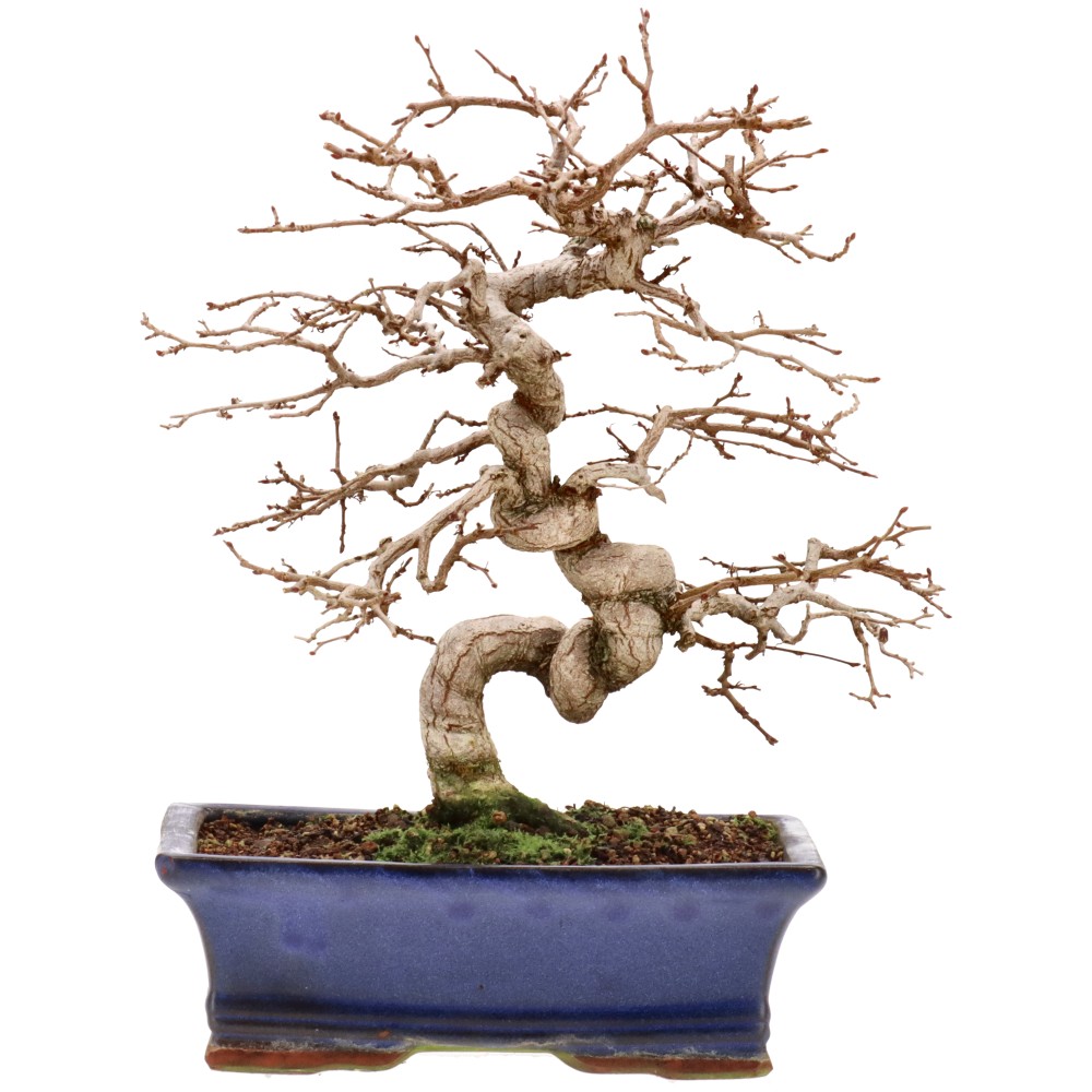 Kor. Hainbuche, ca. 22 J. (28 cm)