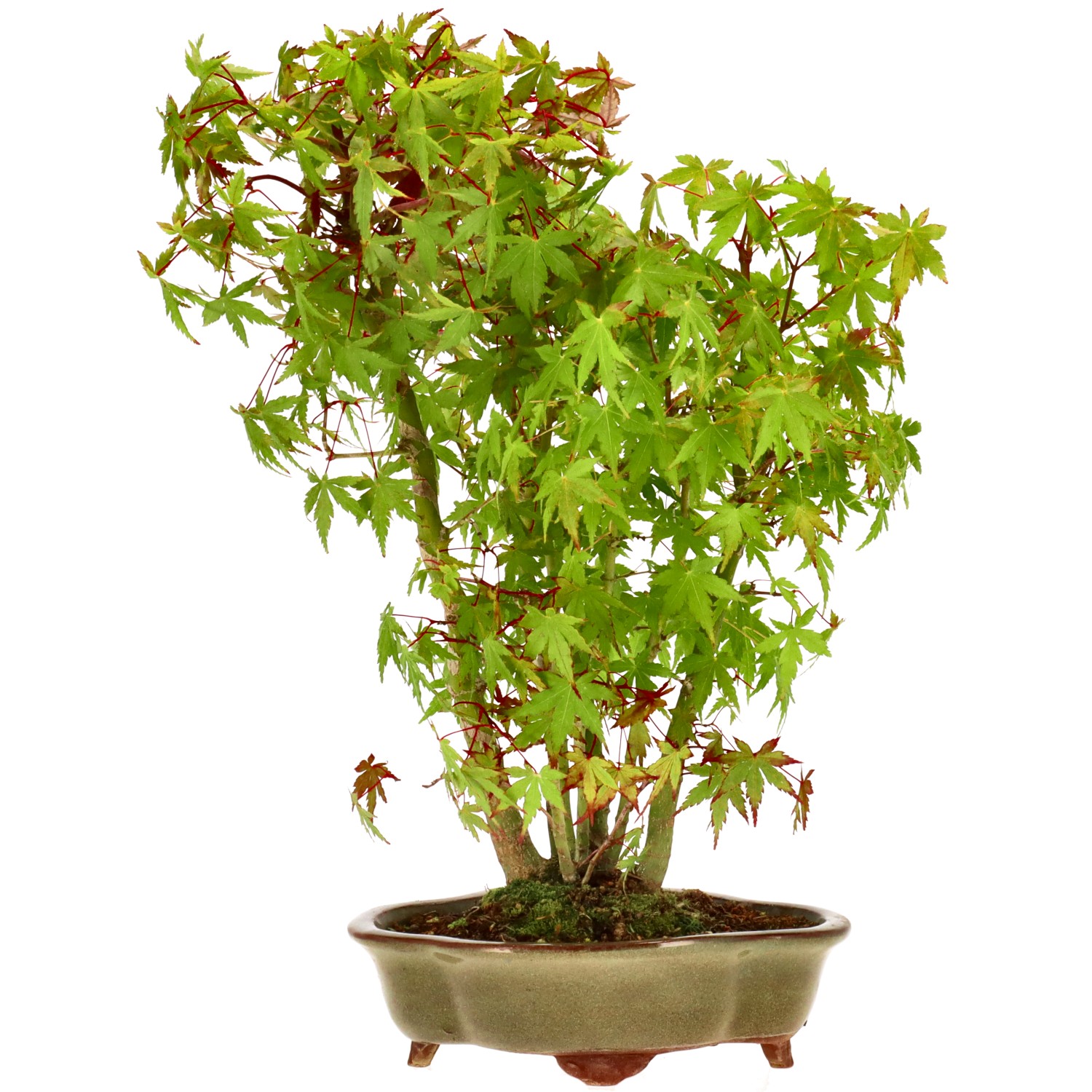 Jap. Maple, approx. 8 y. (35 cm)