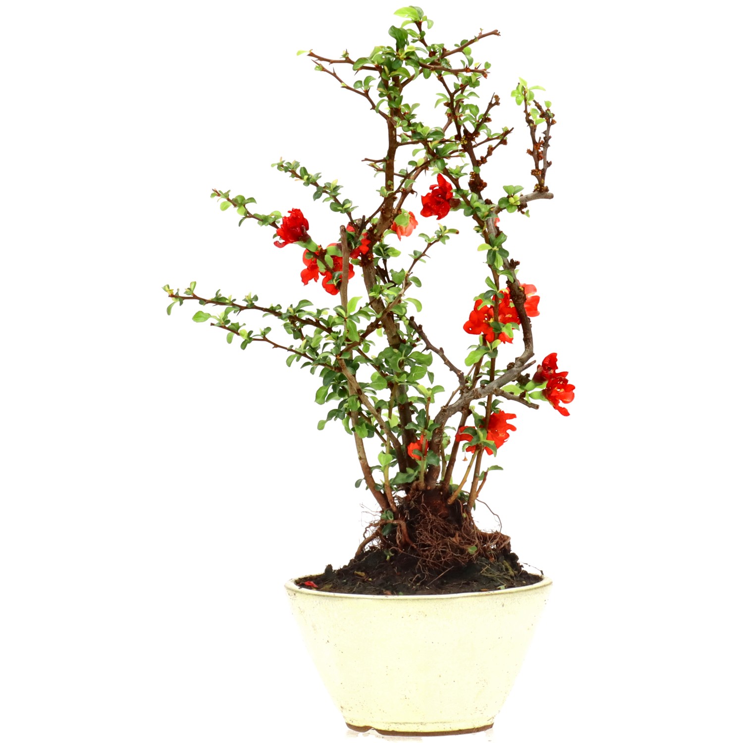 Chaenomeles speciosa, env. 10 ans (28 cm)