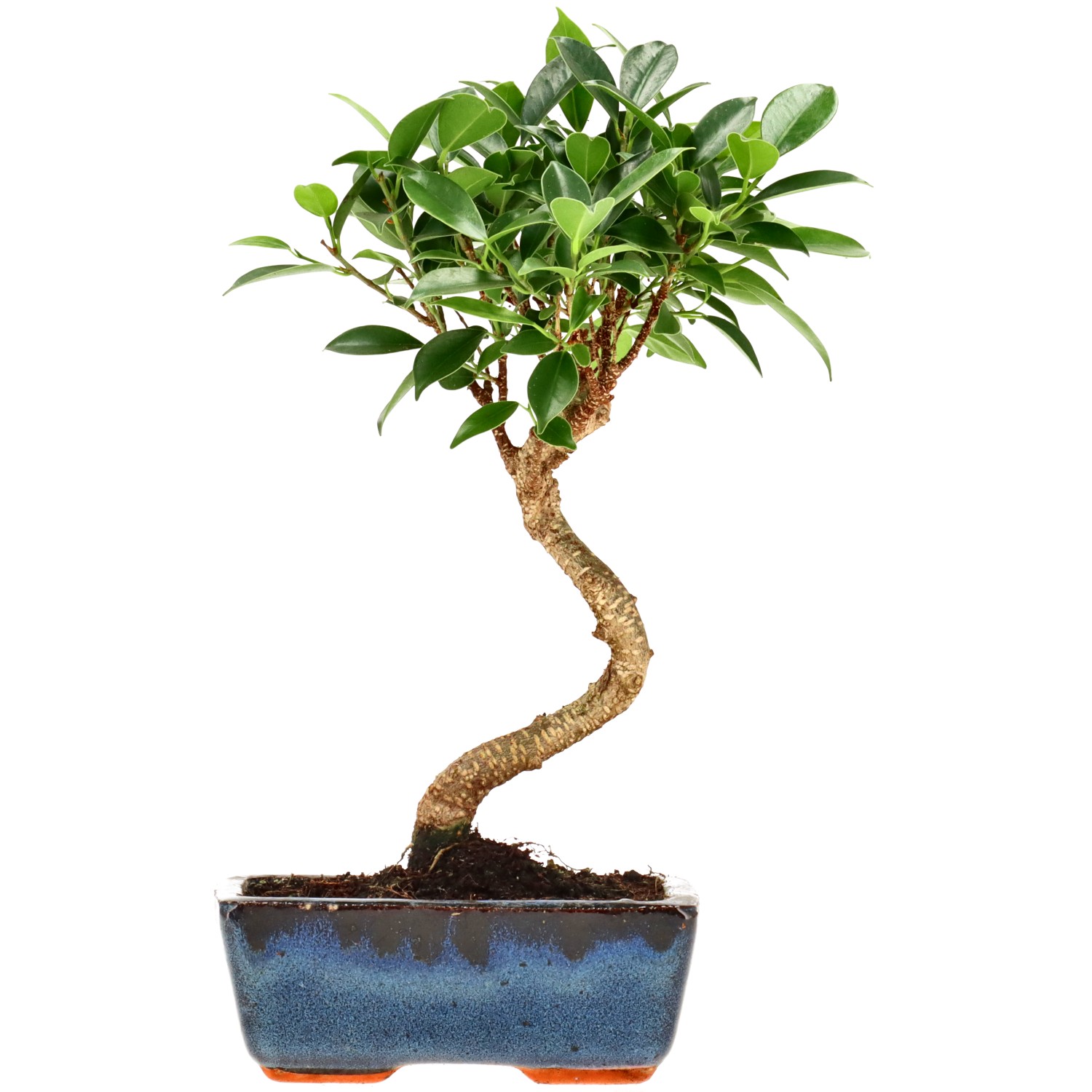 Indian Laurel, approx. 7 y. (26 cm)