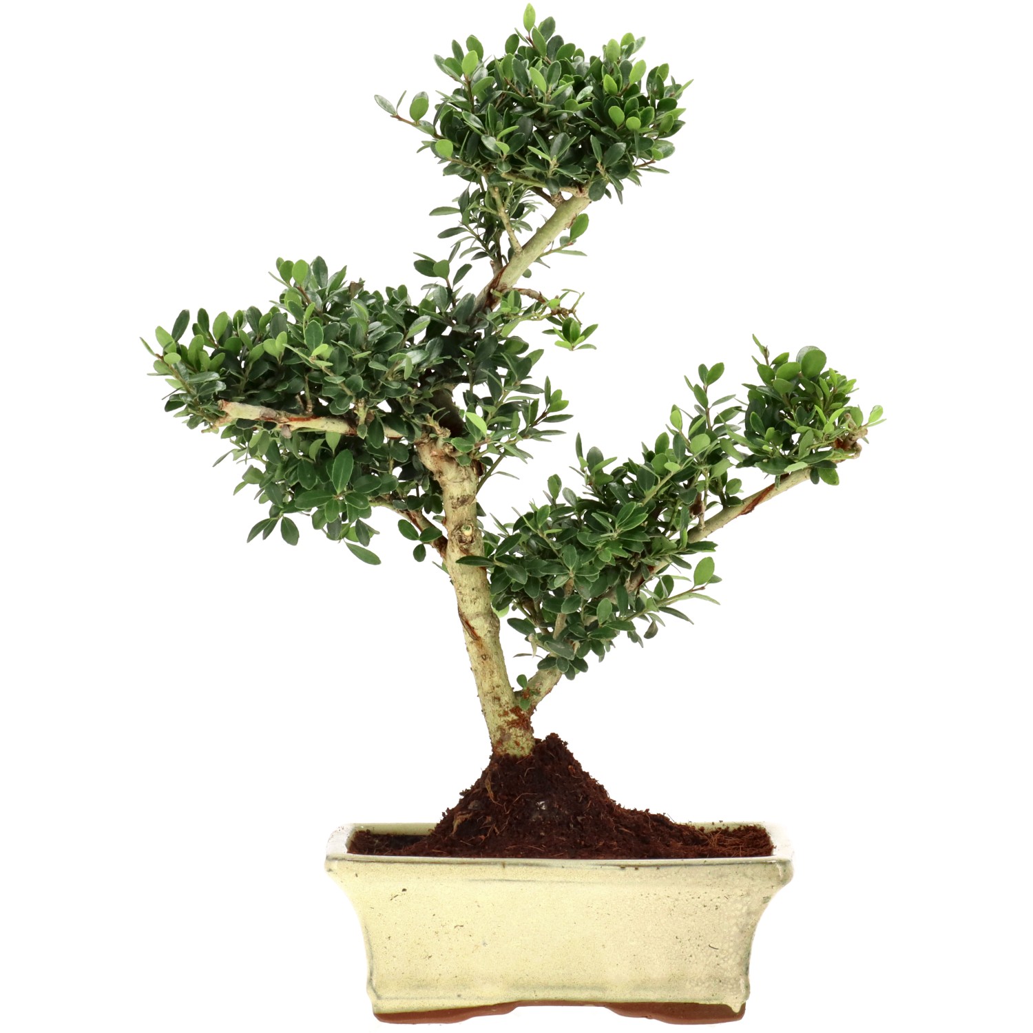 Jap. Stechpalme, ca. 9 J. (32 cm)