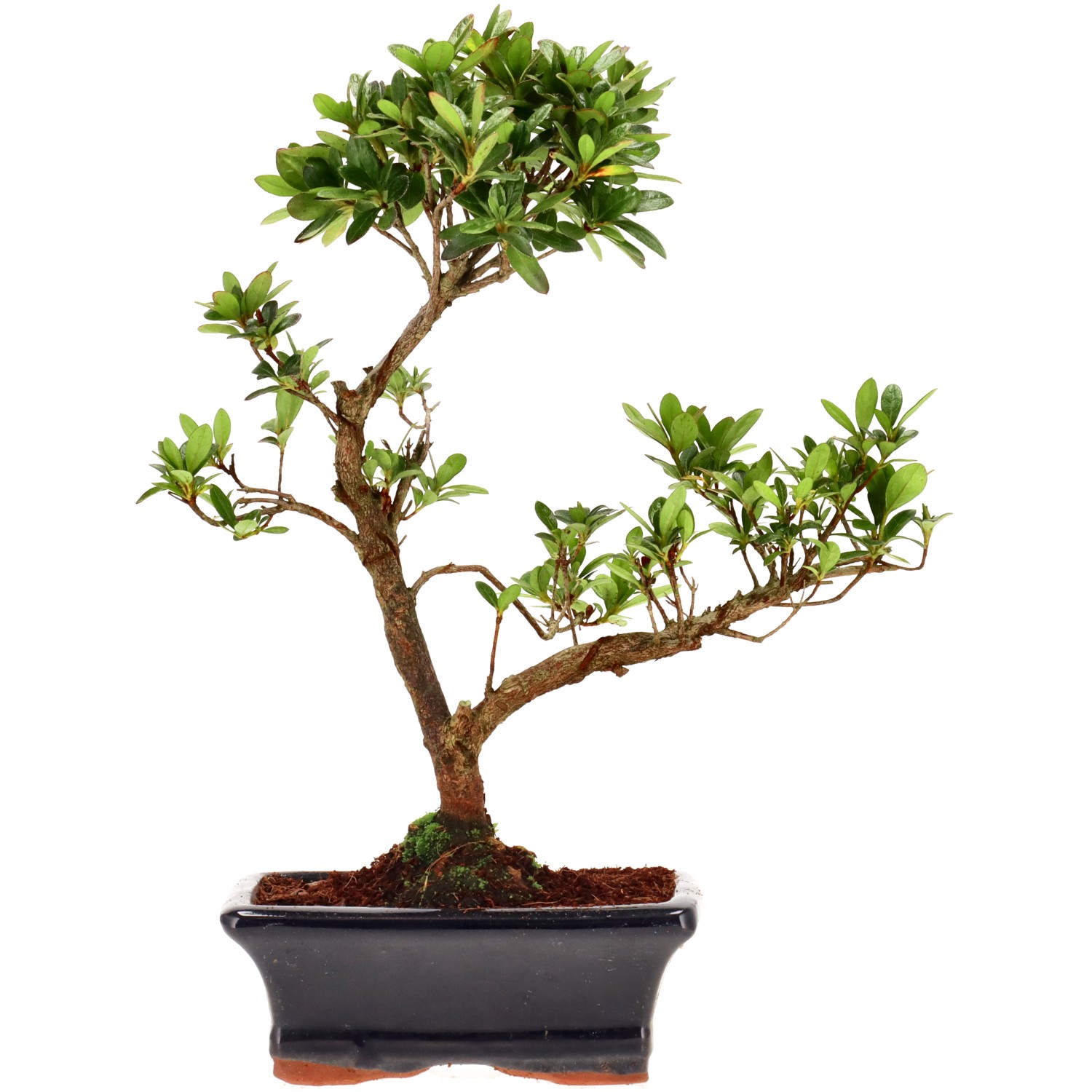 Azalée japonaise (Osakazuki), env. 8 ans (28 cm)