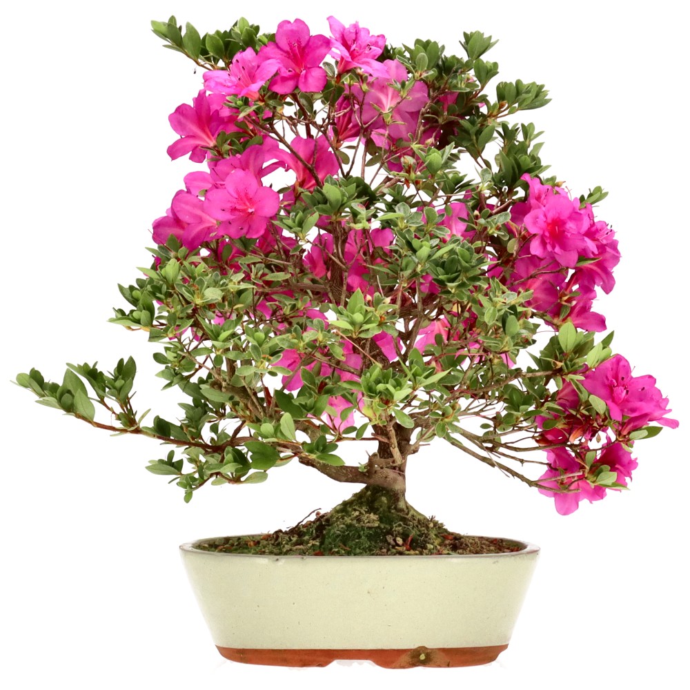 Azalée japonaise, env. 14 ans (39 cm)