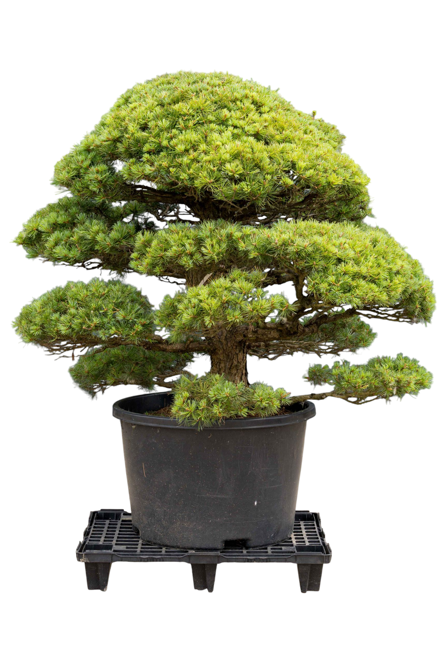 Tuinbonsai - Pinus, ca. 30 jaar