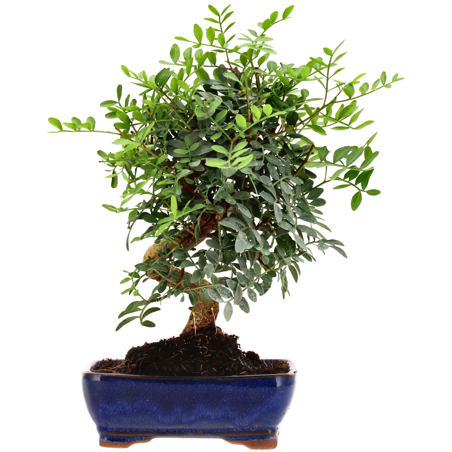 Pistacia vera, ca. 8 anni (25 cm)
