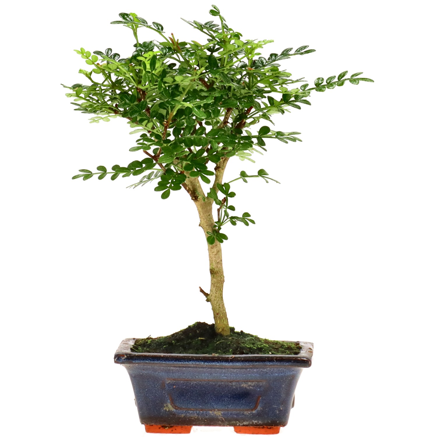 Szechuan pepper, approx. 5 y. (19 cm)