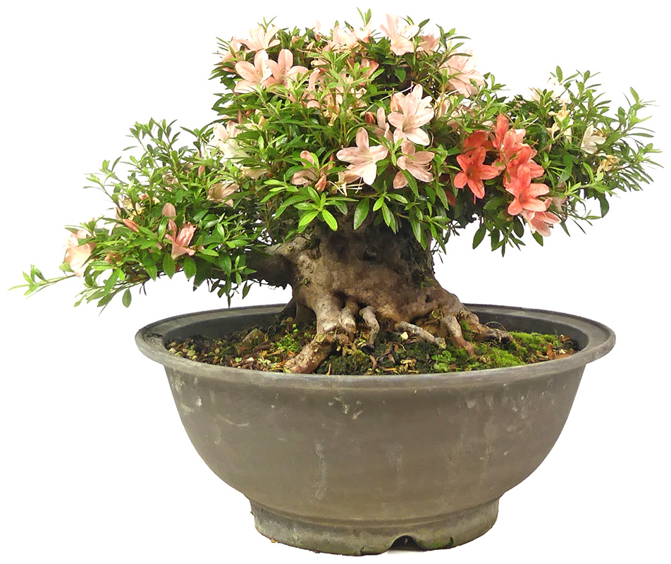 Azalea indica, ca. 40 anni (32 cm)