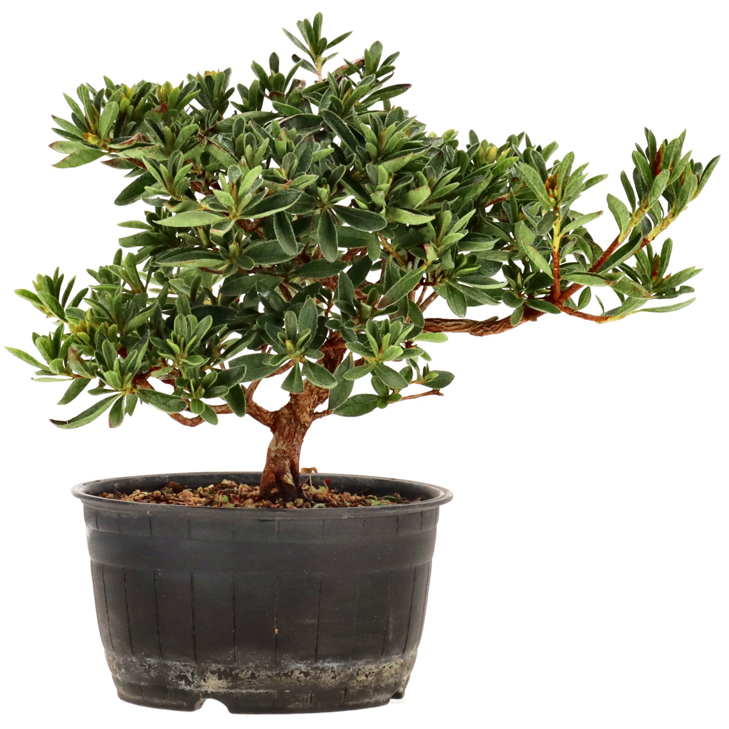 Azalea japónica, aprox. 12 años (18 cm)
