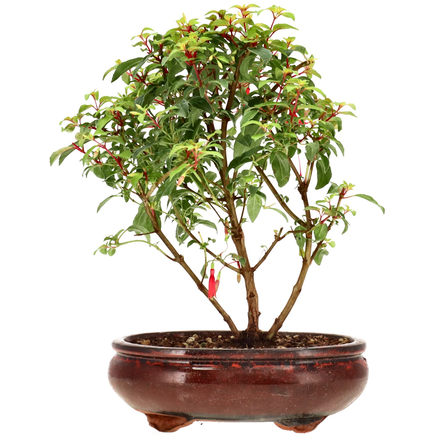 Fuchsie 'Genii', ca. 4 J. (25 cm)