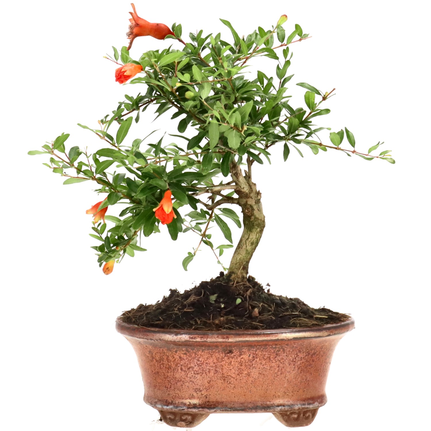 Grenadier commun, env. 7 ans (17 cm)