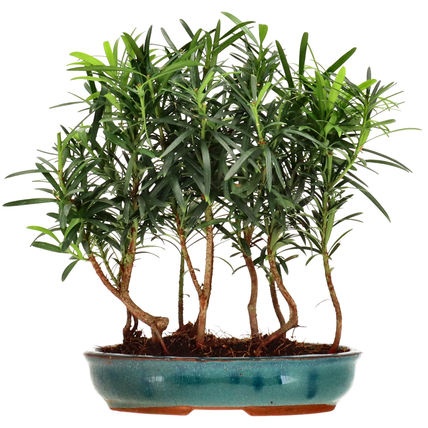 Chin. Steineibe, ca. 3 J. (25 cm)