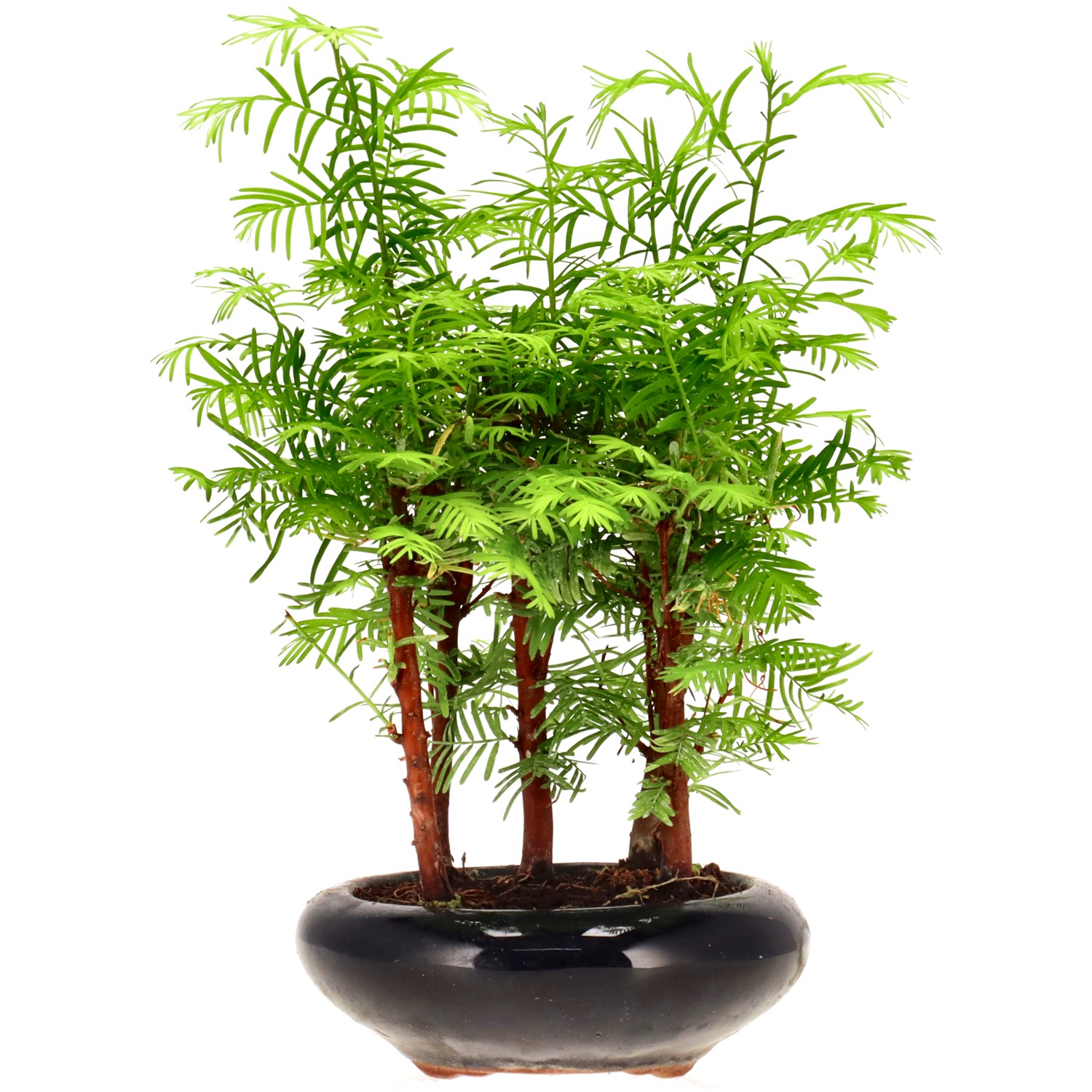 Metasequoia glyptostroboides, env. 6 ans (25 cm)