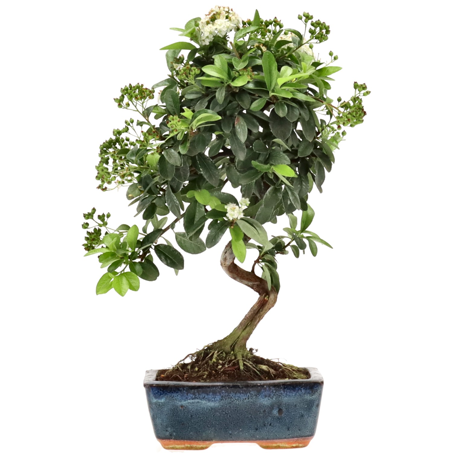 Pyracantha coccinea, env. 7 ans (29 cm)