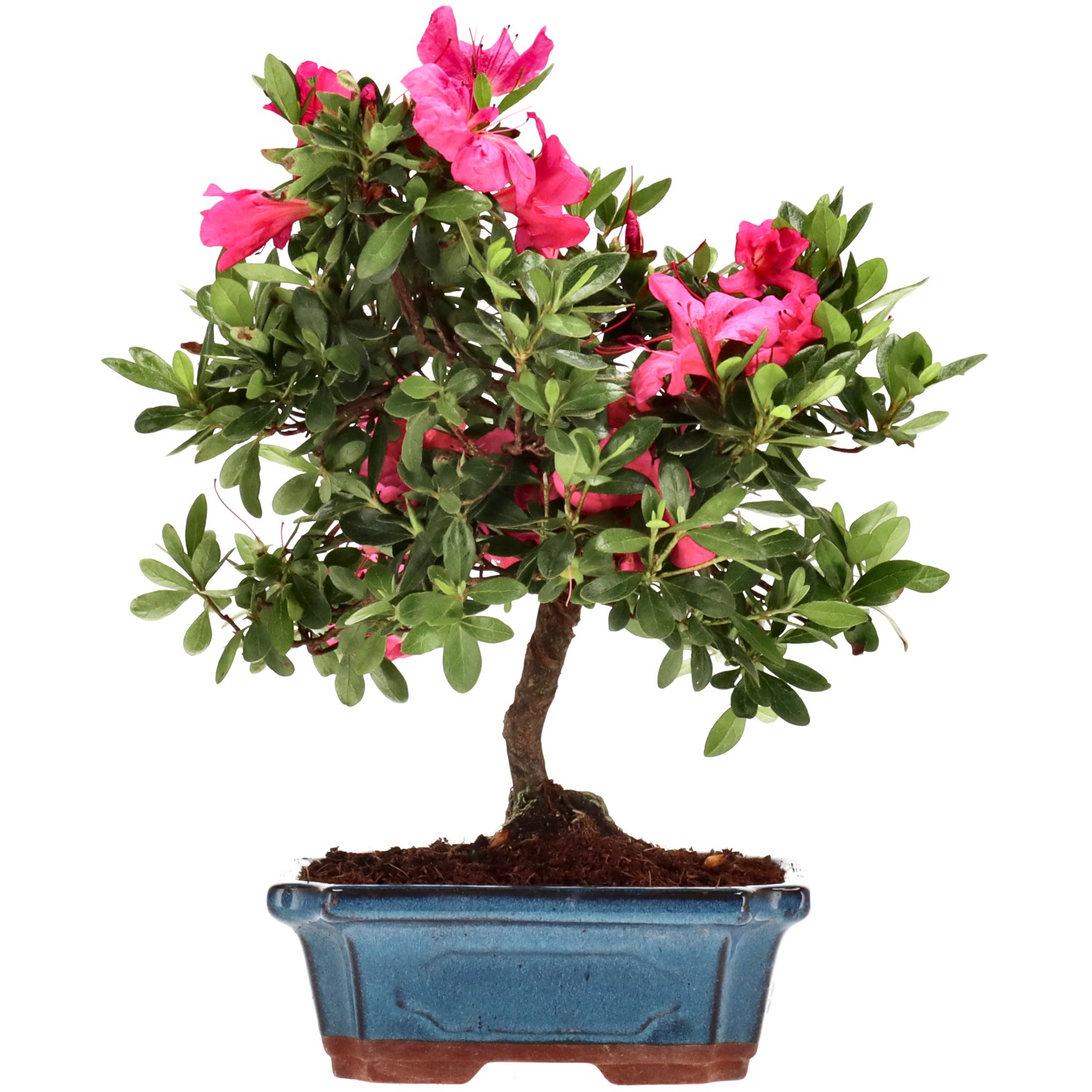 Azalea giapponese (Osakazuki), ca. 10 anni (28 cm)