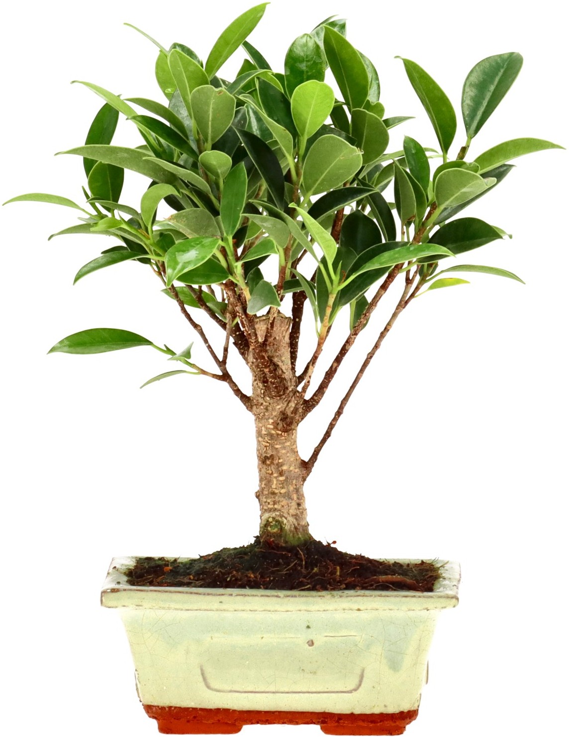 [Z003] Ficus Retusa, ca. 5 anni