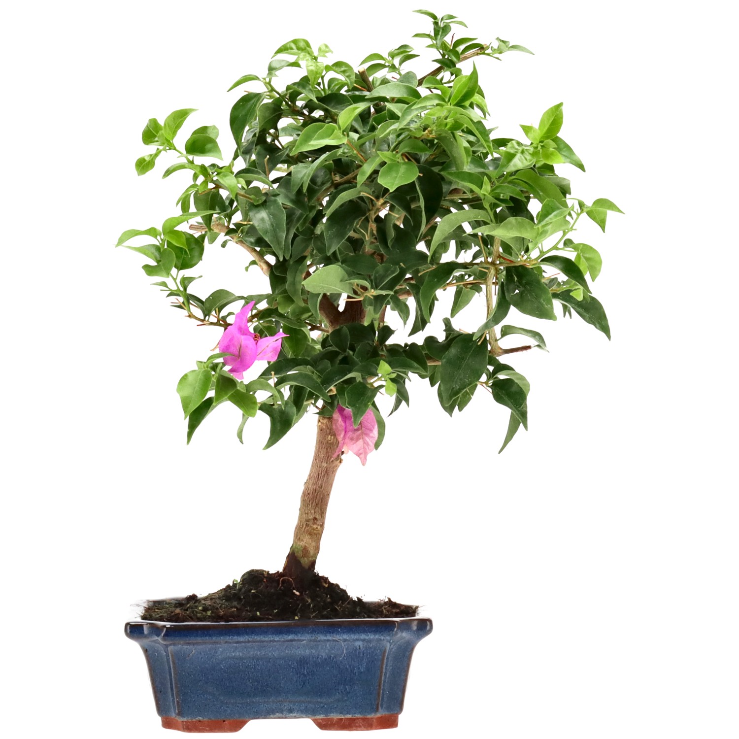 Bougainvillea (Drillingsblume), ca. 10 J. (37 cm)
