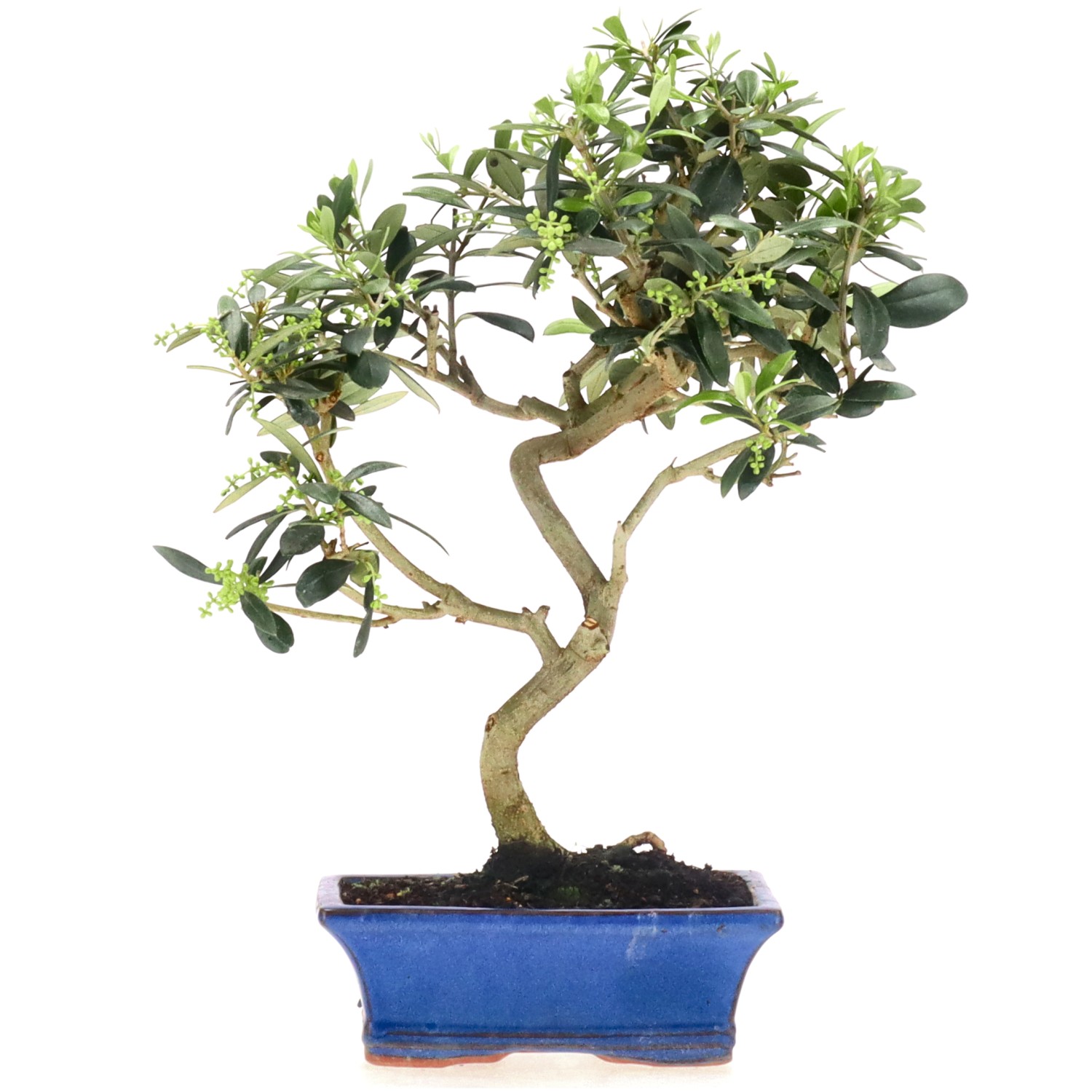 Olive, ca. 10 J. (39 cm)