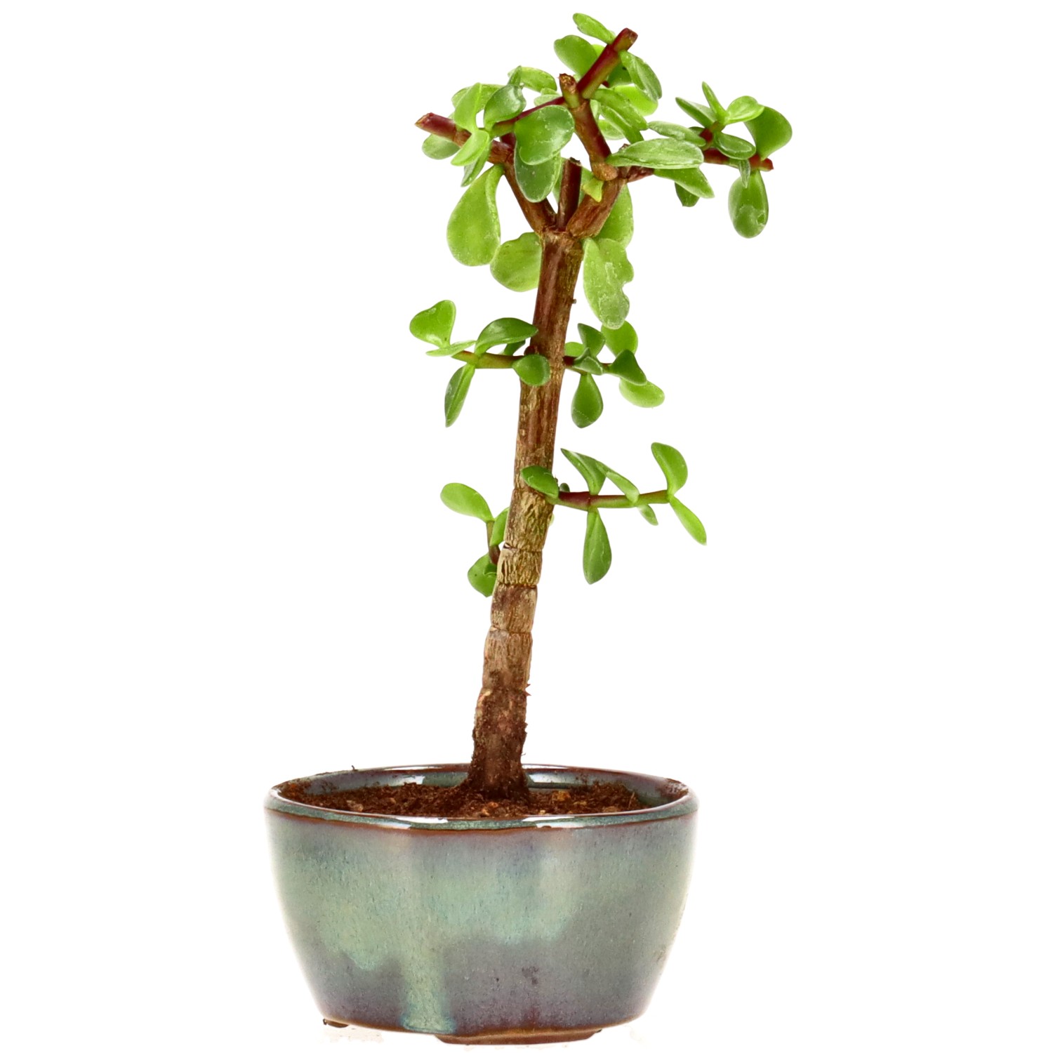 bonsai.fallbackImageTitle bonsai.fallbackImageTitle