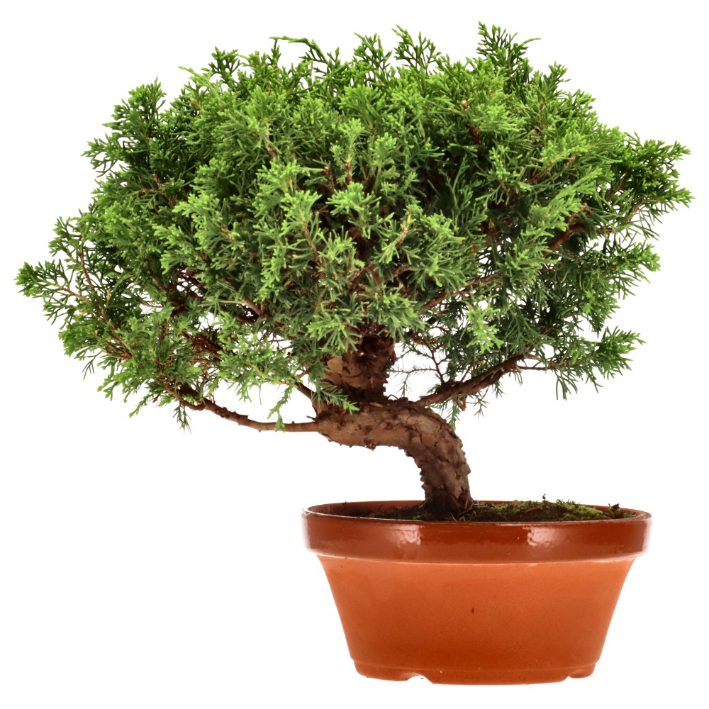 Genévrier de Chine, env. 20 ans (27 cm)
