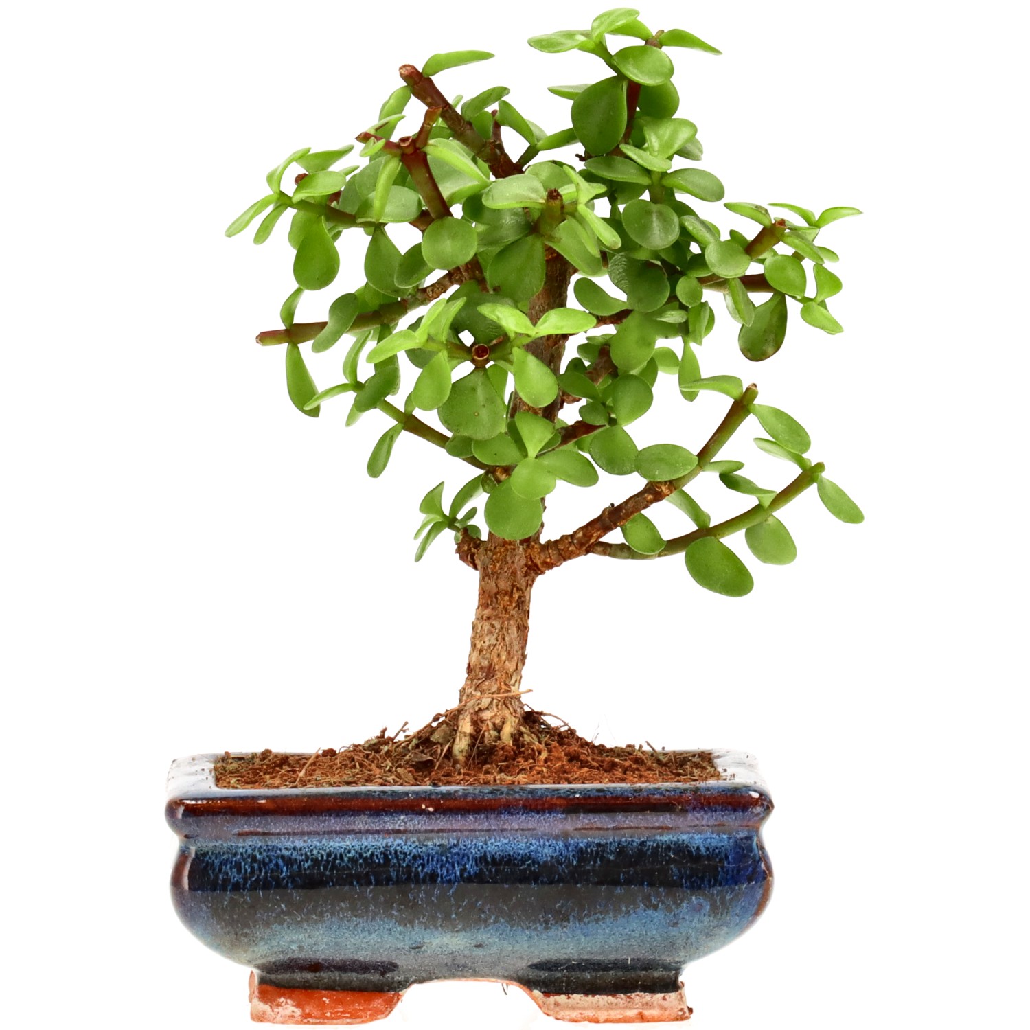 Jadebaum, ca. 7 J. (18 cm)