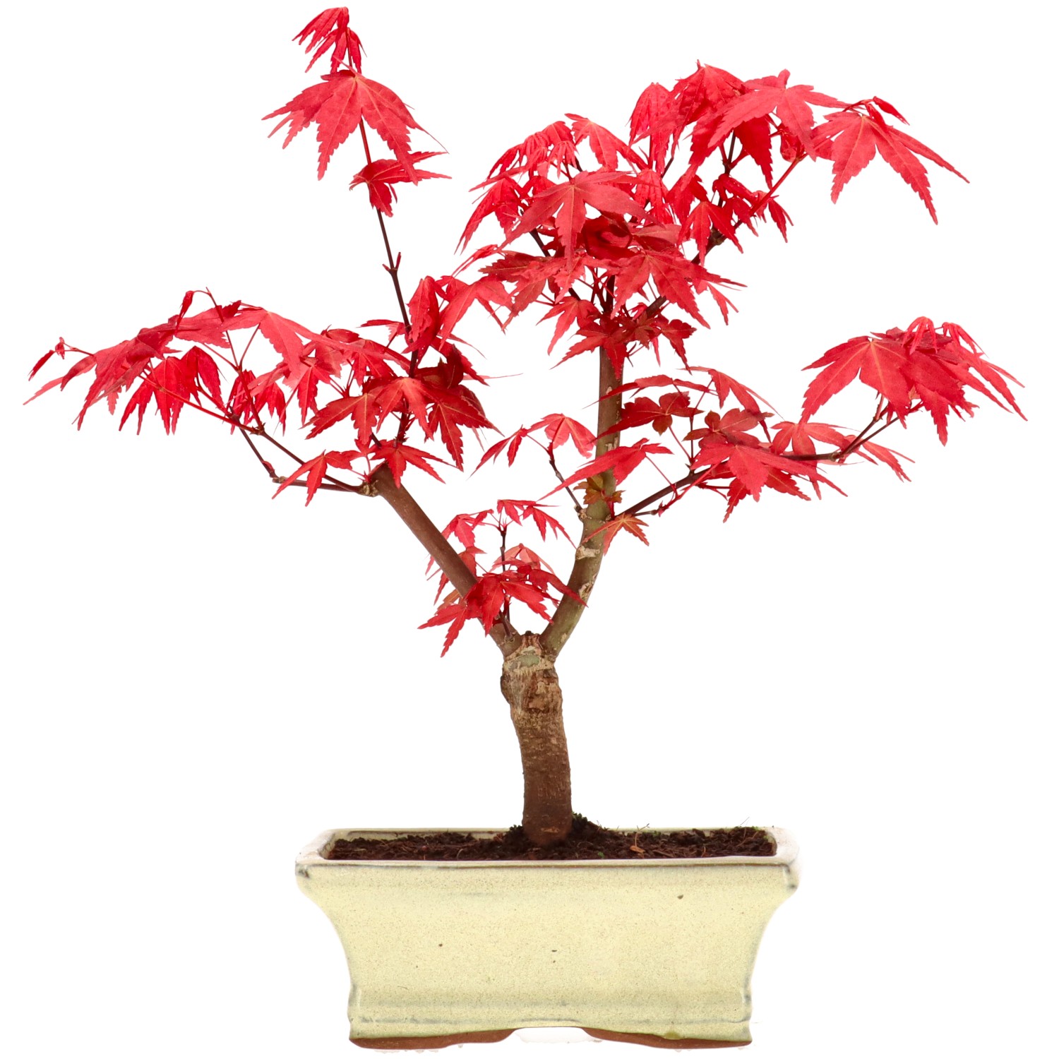 Jap. Fächerahorn (Deshojo), veredelt, ca. 7 J. (26 cm)