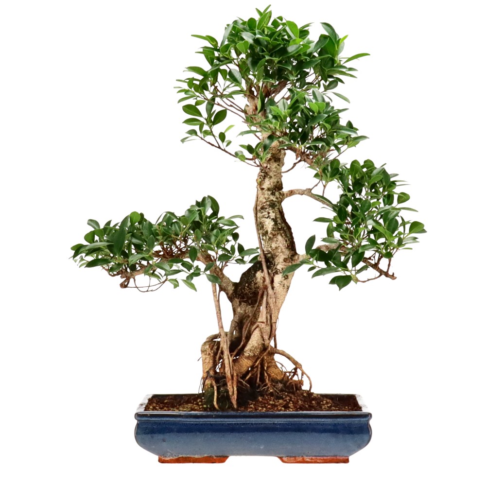 Ficus Retusa, aprox. 20 años (66 cm) Ficus Retusa, aprox. 20 años (66 cm)