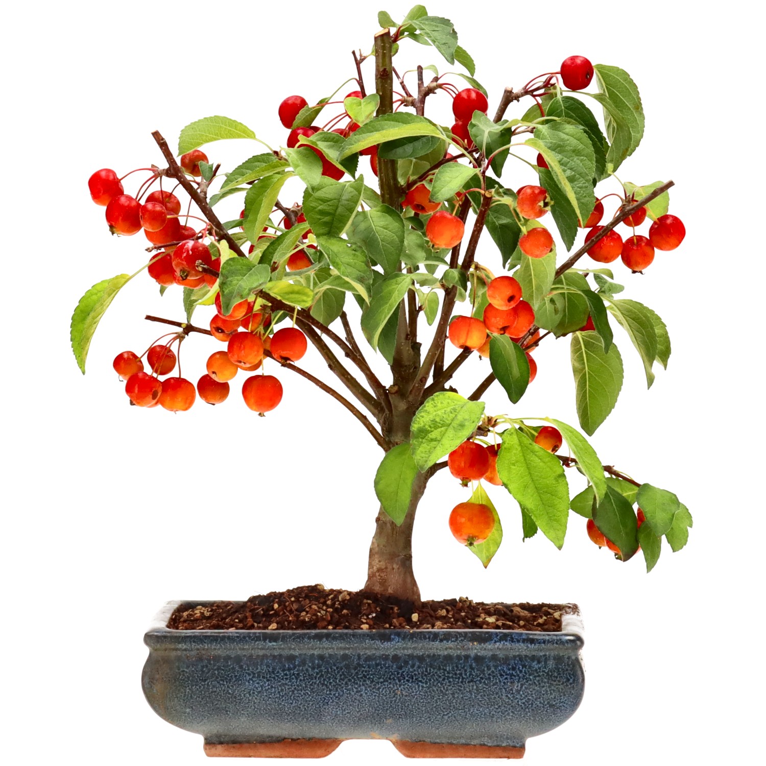Zierapfel, ca. 12 J. (32 cm)