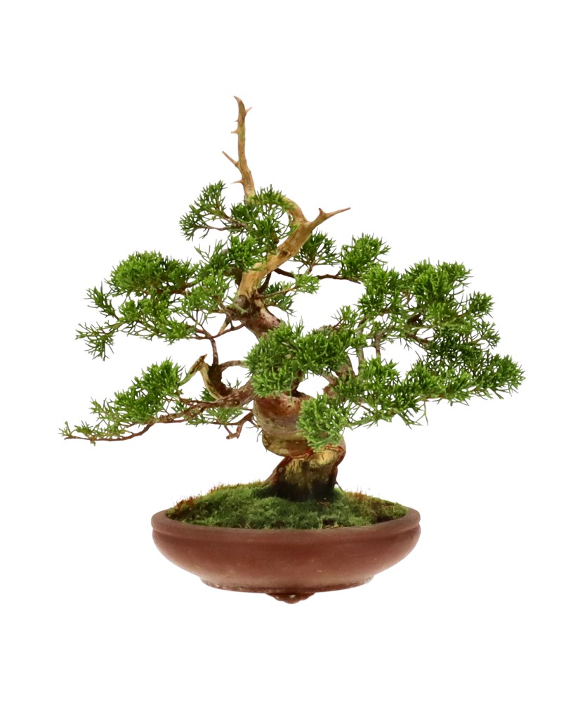 bonsai.fallbackImageTitle bonsai.fallbackImageTitle