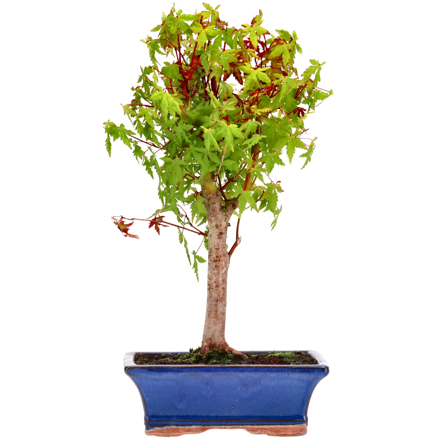Jap. Maple (Katsura), approx. 9 y. (33 cm)