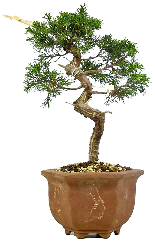 bonsai.fallbackImageTitle bonsai.fallbackImageTitle