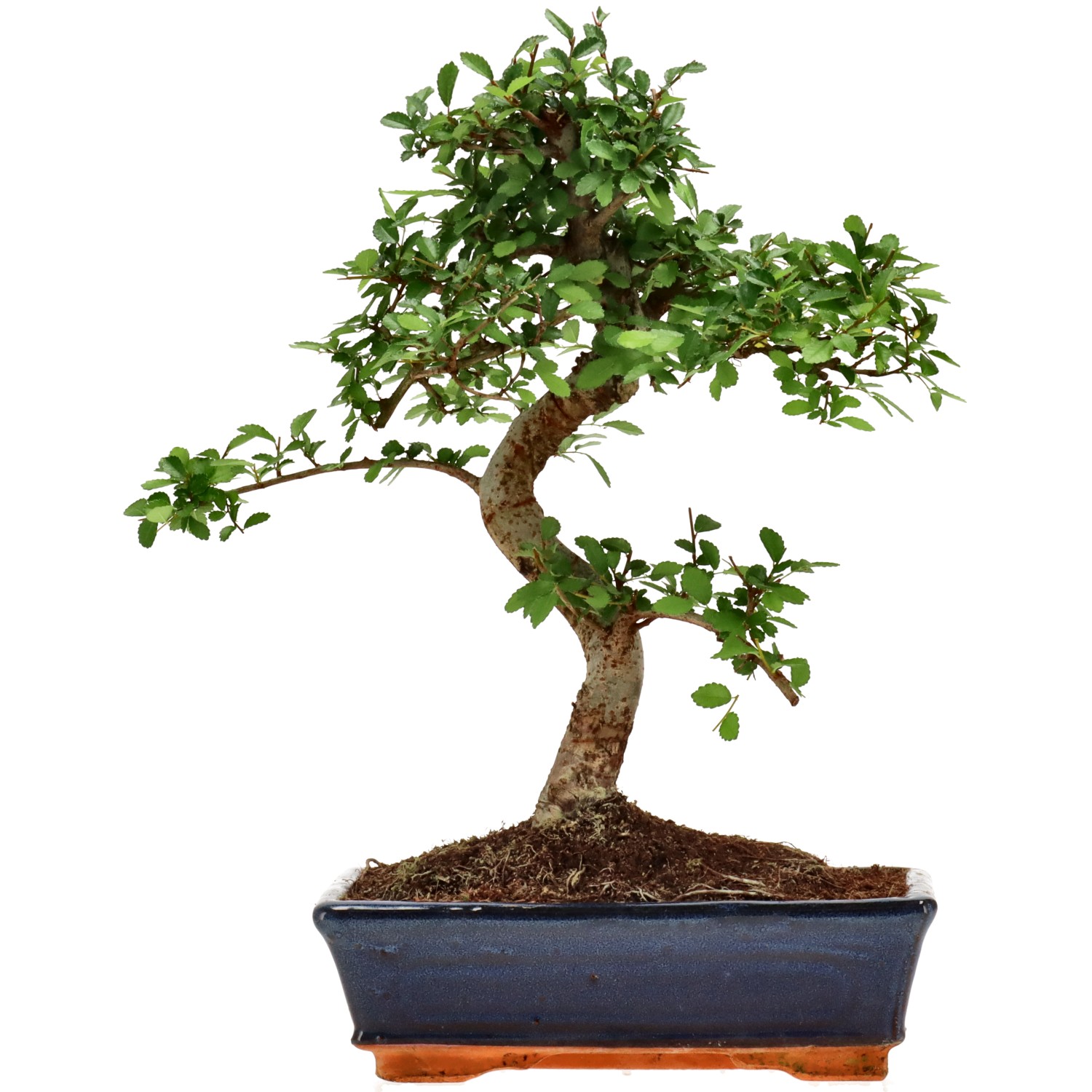 Chin. Ulme, ca. 12 J. (35 cm)