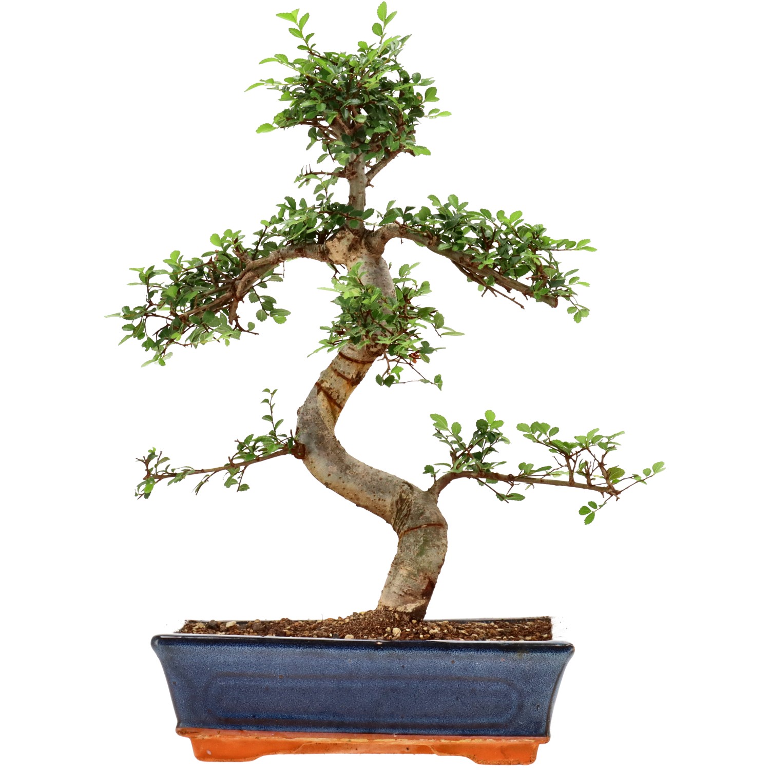 Chinese elm, approx. 12 y. (36 cm)