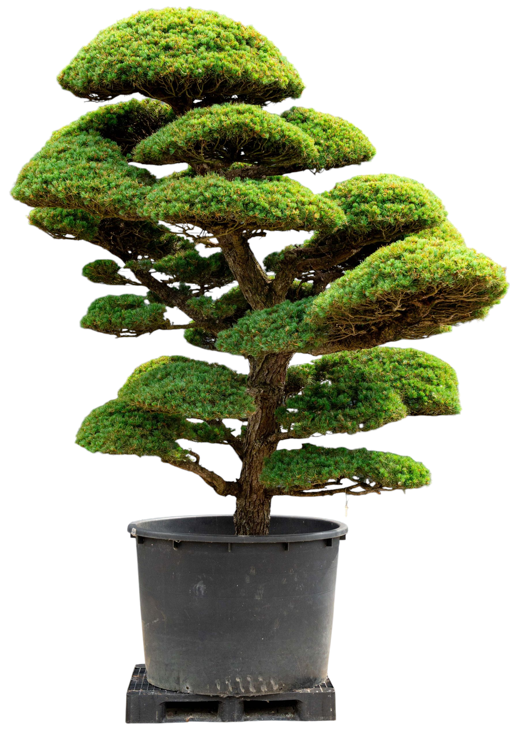 bonsai.fallbackImageTitle