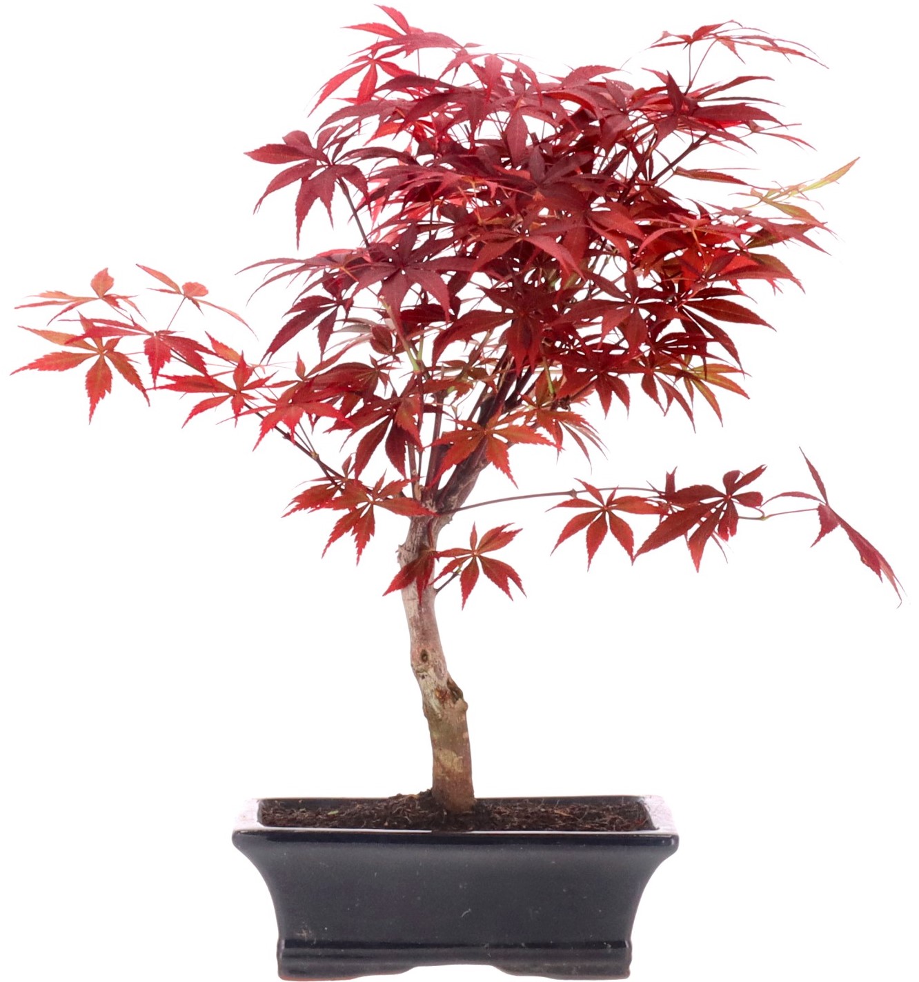 [A004] Érable du Japon palmé (Katsura), env. 9 ans