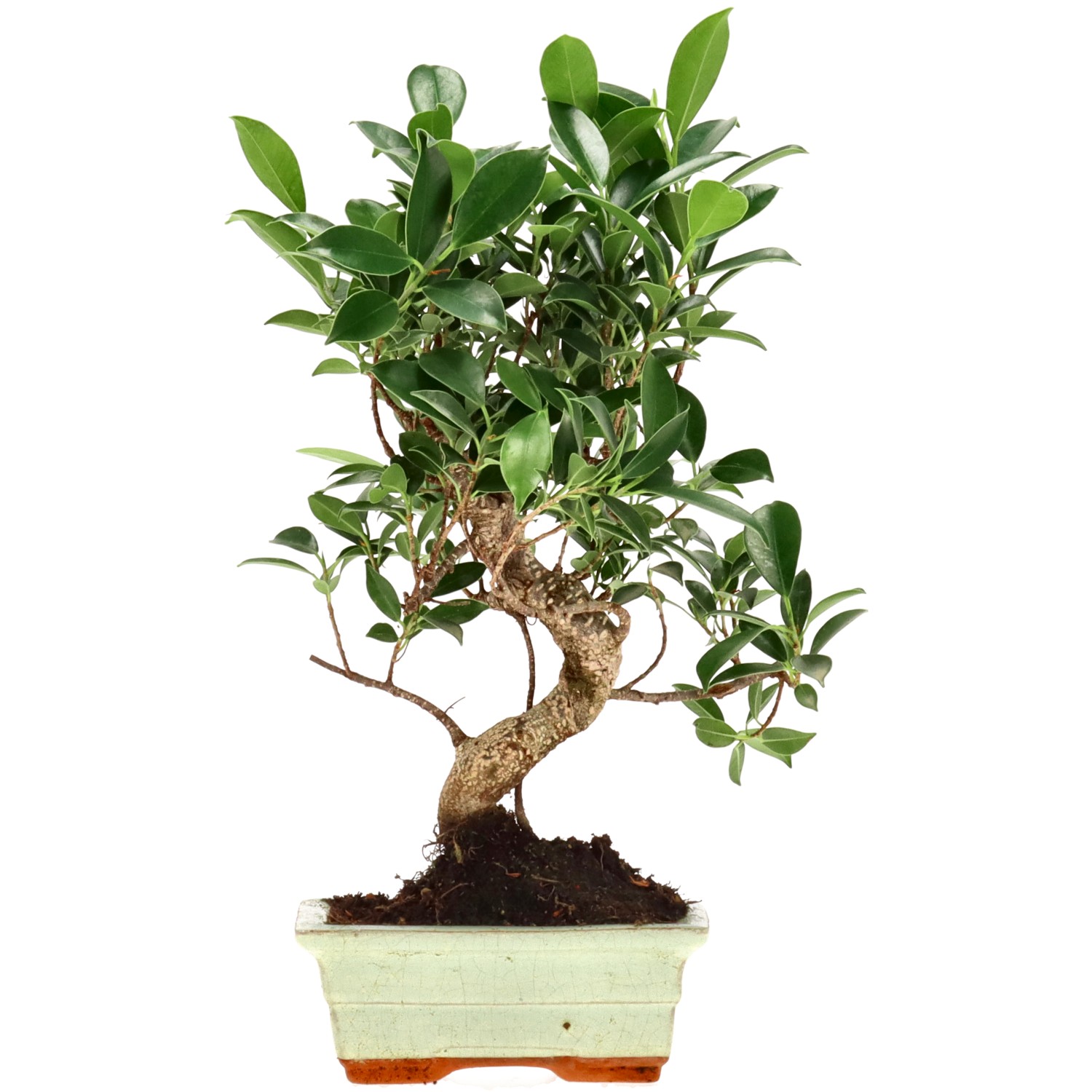 Ficus Retusa, aprox. 7 años (30 cm)