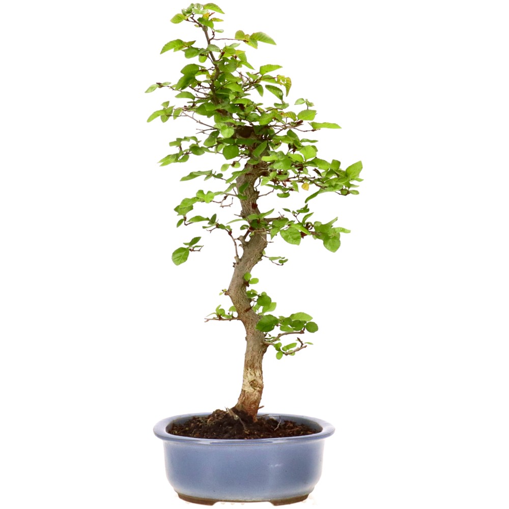 bonsai.fallbackImageTitle