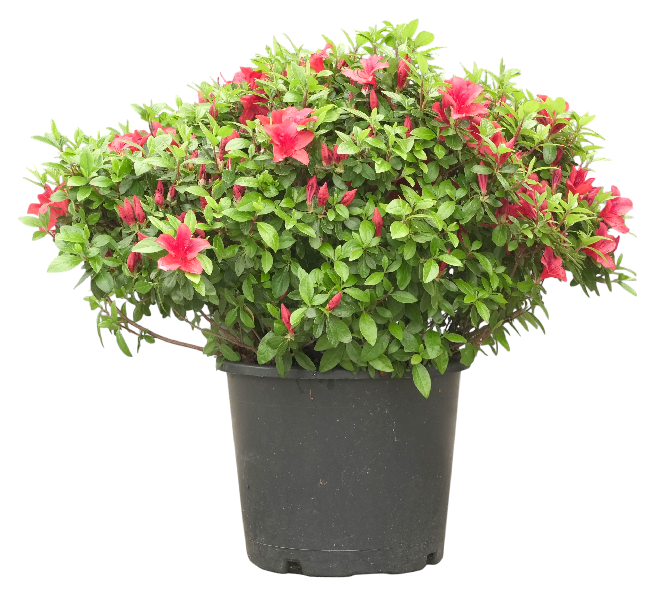 Bonsaï de jardin - Azalée japonaise (Orange Beauty), env. 12 ans (40 cm)