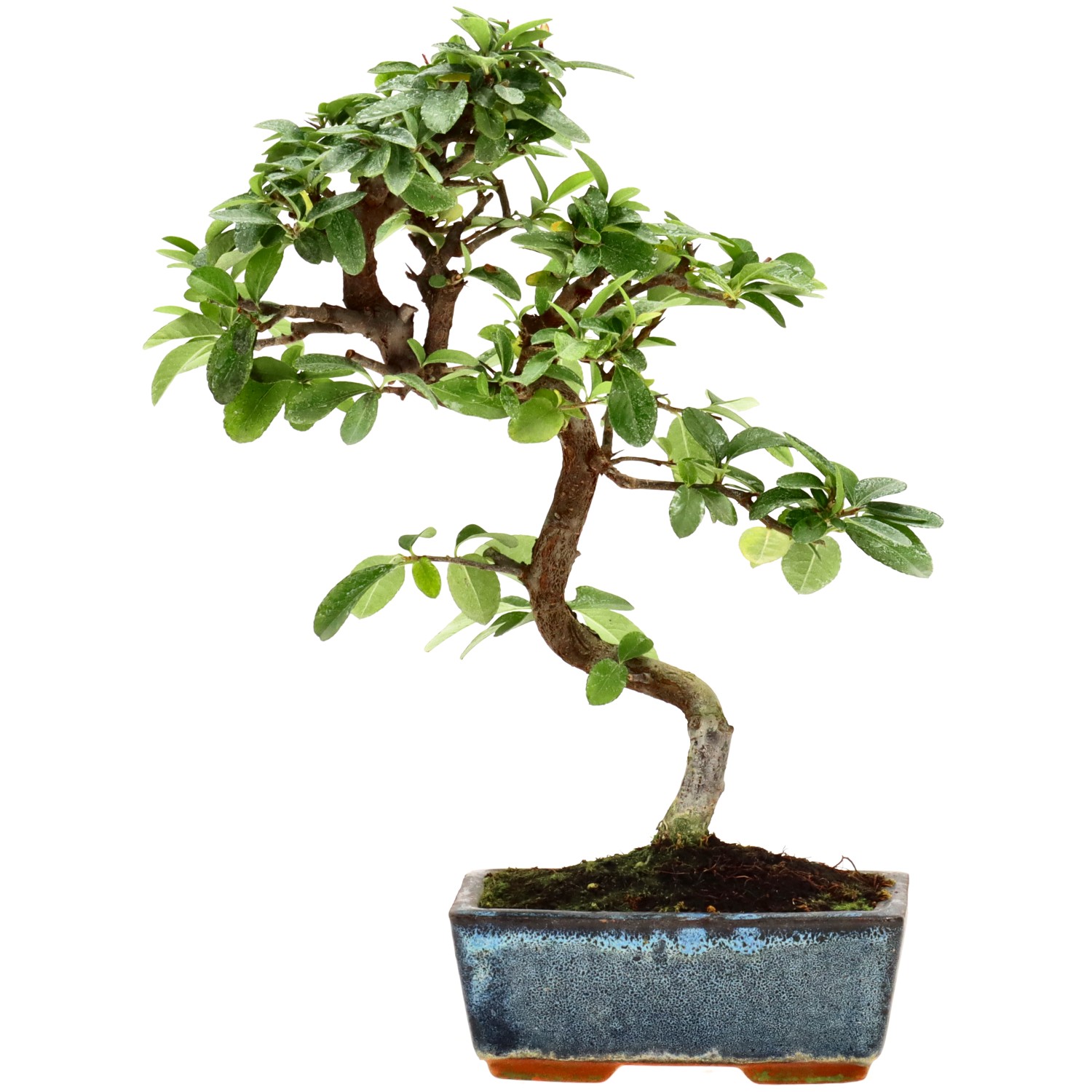 Feuerdorn, ca. 7 J. (29 cm)