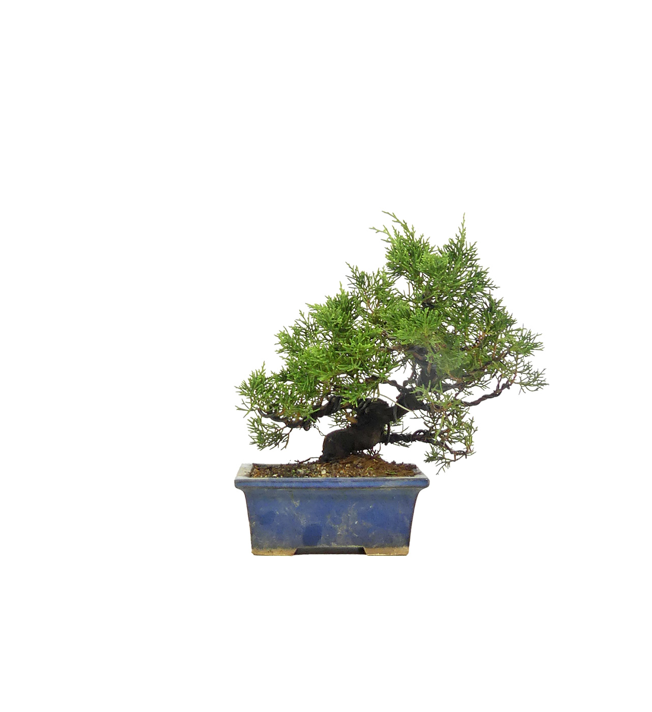 bonsai.fallbackImageTitle bonsai.fallbackImageTitle