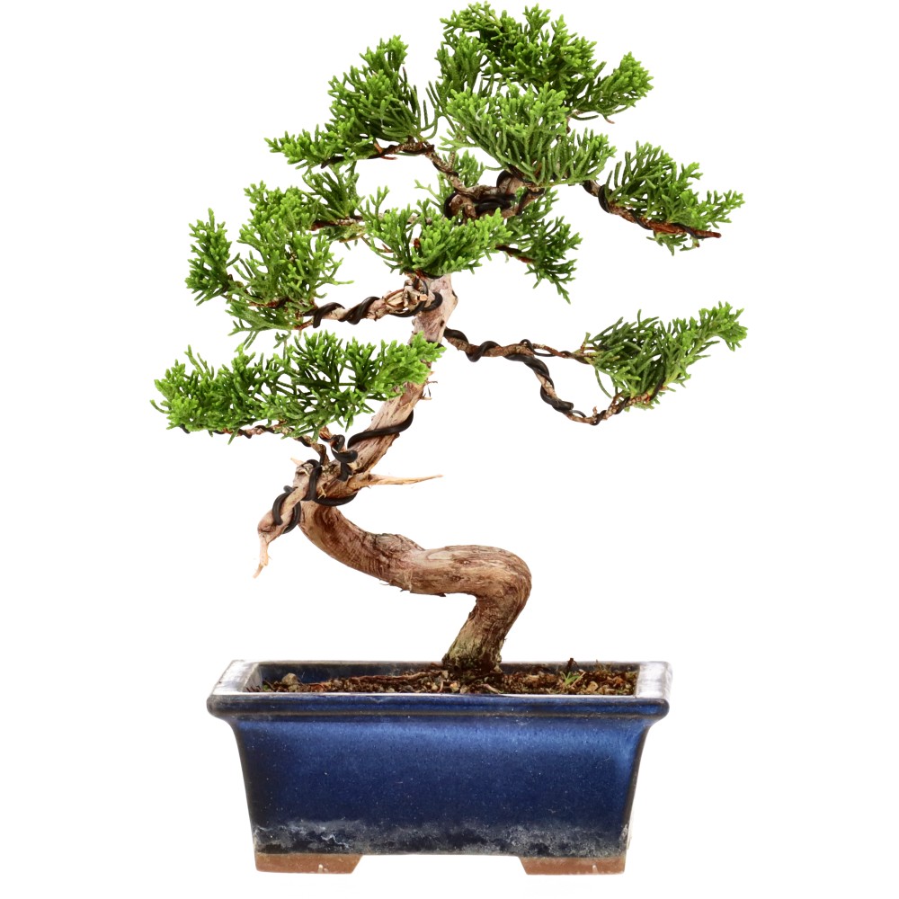 Genévrier de Chine, env. 14 ans (19 cm)